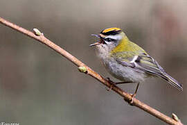 Common Firecrest