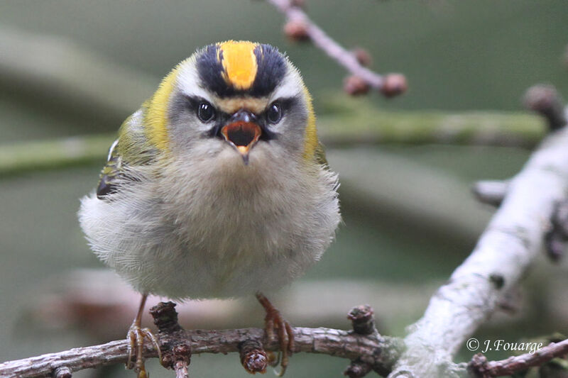 Common Firecrest male adult, identification, song