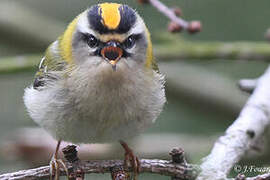 Common Firecrest