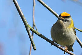 Common Firecrest