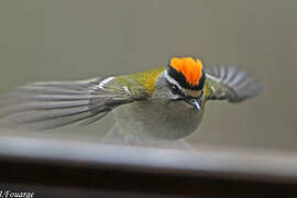 Common Firecrest