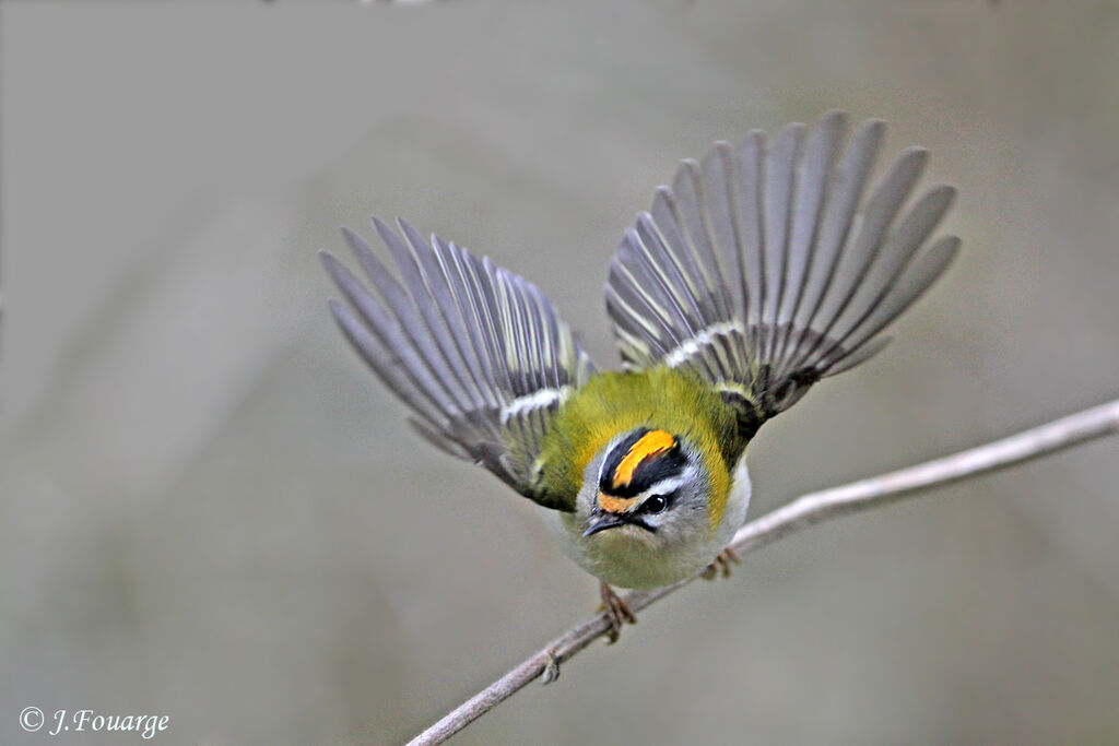 Common Firecrestadult, identification, Behaviour