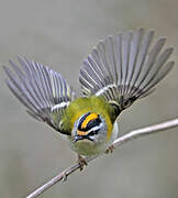 Common Firecrest