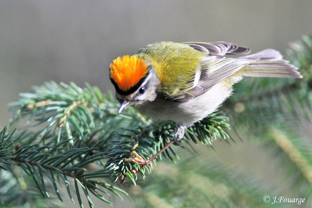 Common Firecrestadult, identification, Behaviour