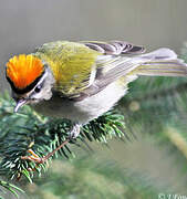 Common Firecrest