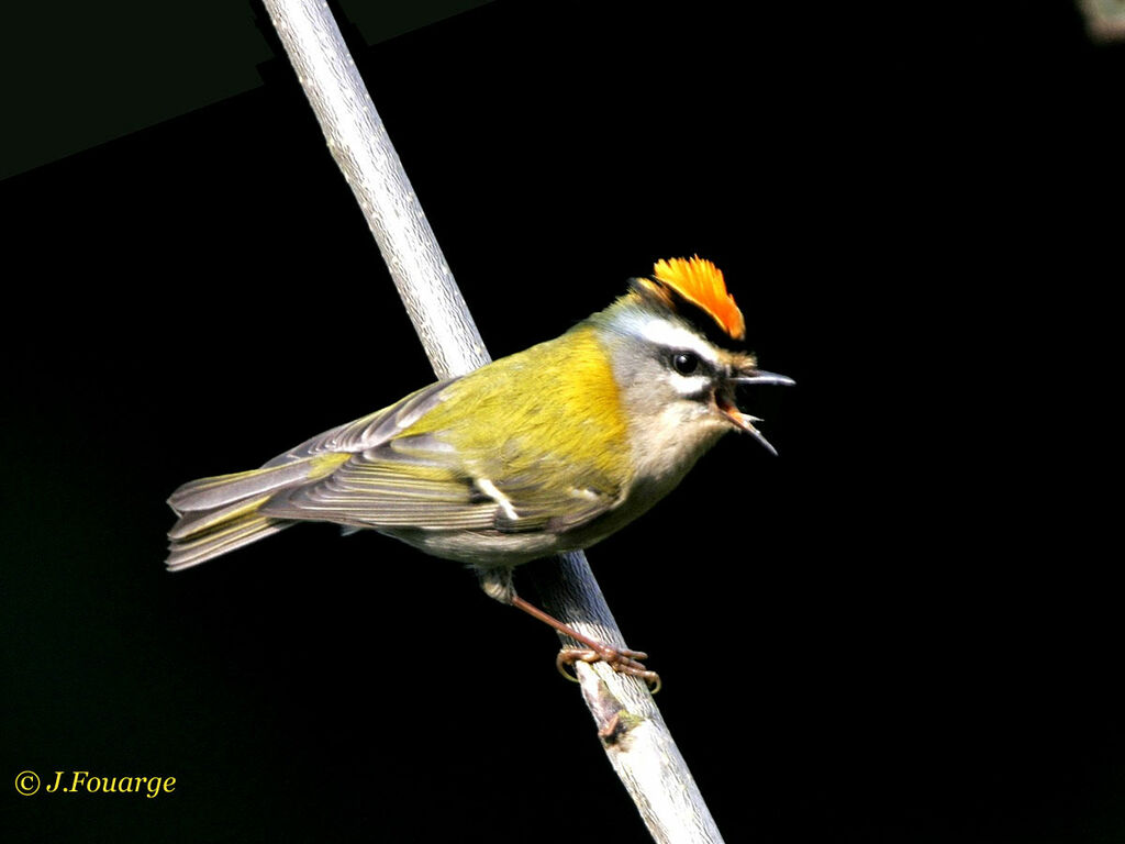 Common Firecrest male adult