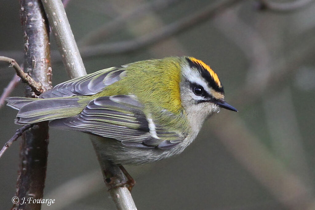 Common Firecrest, identification