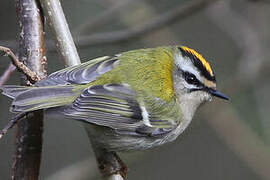 Common Firecrest