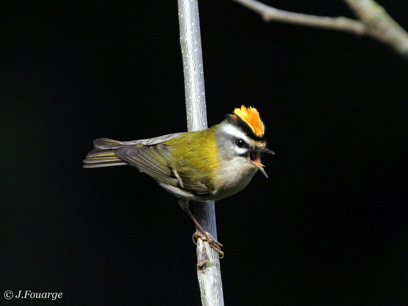 Common Firecrest male adult
