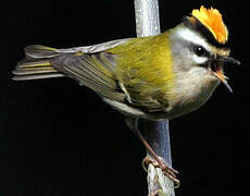 Common Firecrest