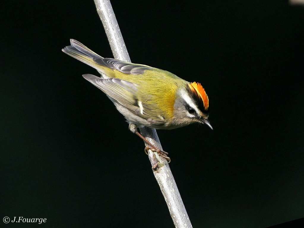 Common Firecrest male adult