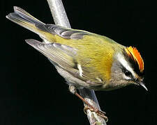 Common Firecrest