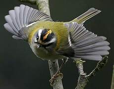 Common Firecrest