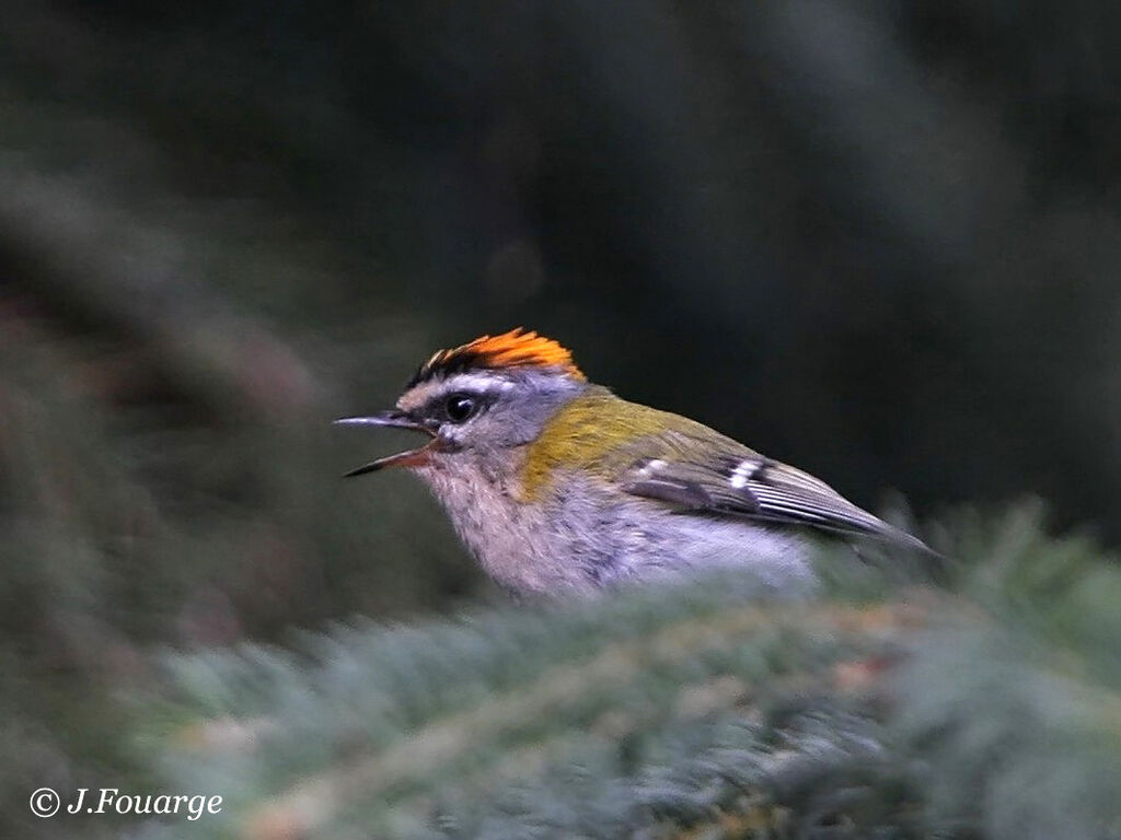 Common Firecrest male adult breeding