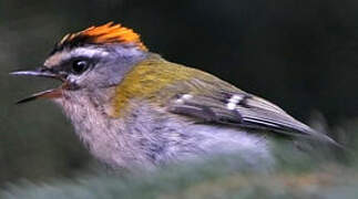 Common Firecrest