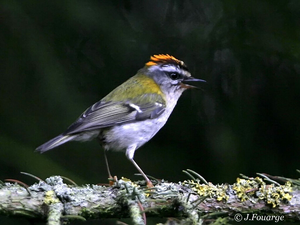 Common Firecrest male adult breeding