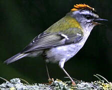 Common Firecrest