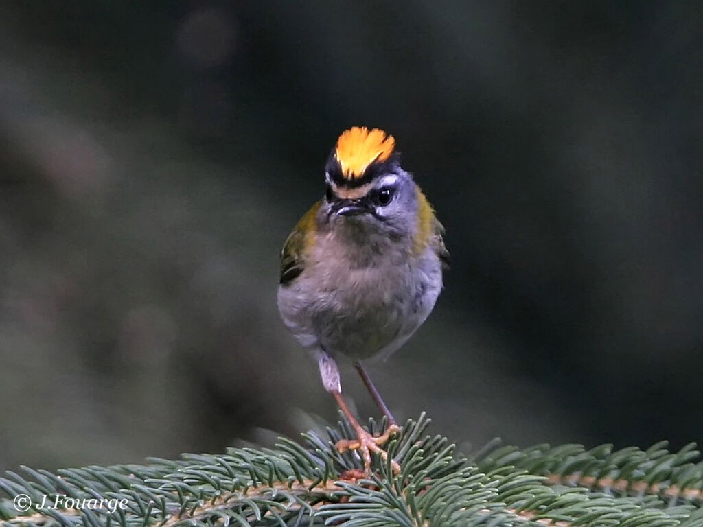 Common Firecrest male adult breeding