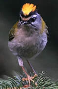 Common Firecrest