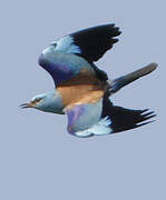 European Roller