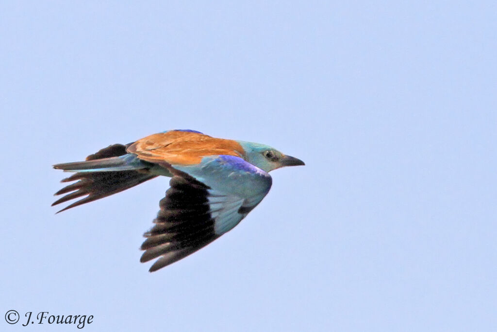 European Rolleradult, Flight