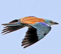 European Roller