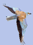 European Roller