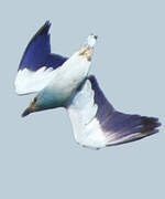 European Roller