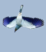 European Roller