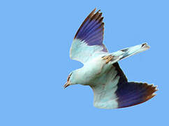 European Roller