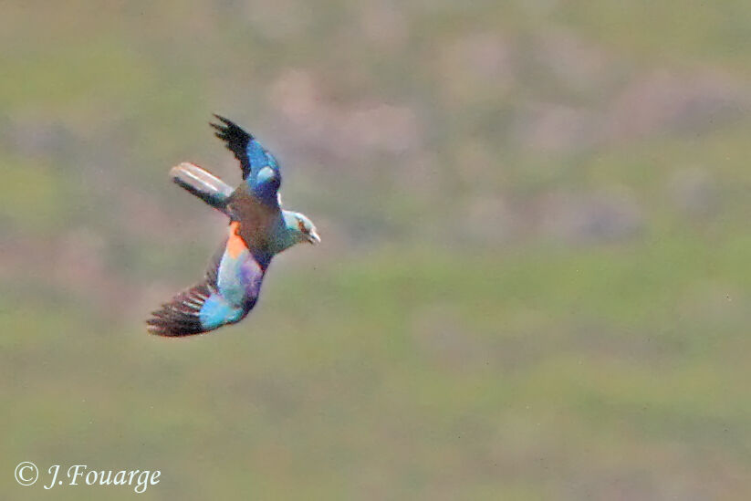 European Rolleradult, identification, Flight, Reproduction-nesting