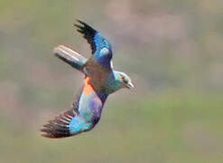 European Roller