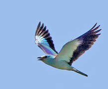 European Roller