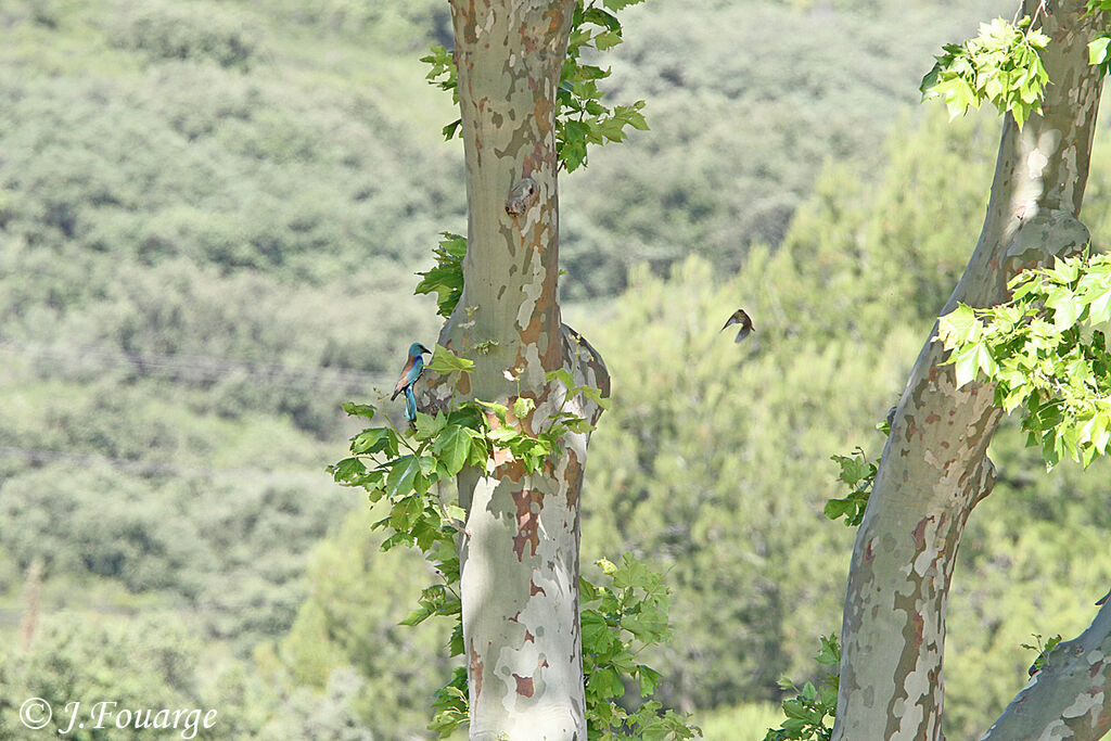 European Rolleradult, identification, Reproduction-nesting