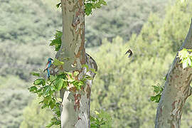 European Roller