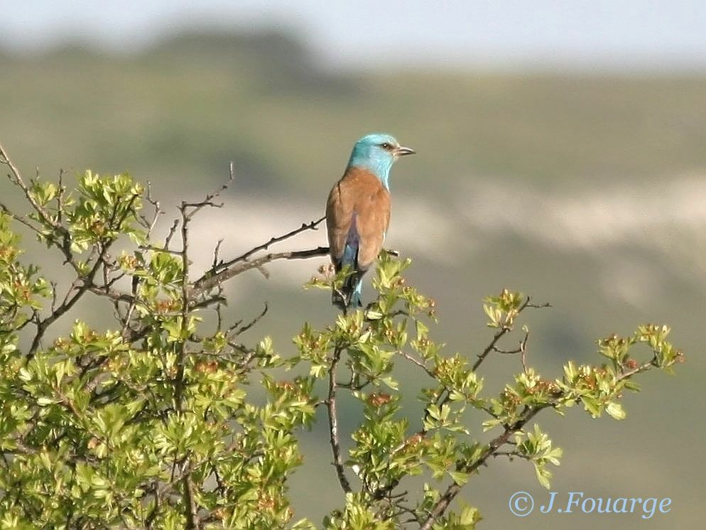 European Rolleradult