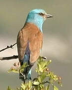 European Roller