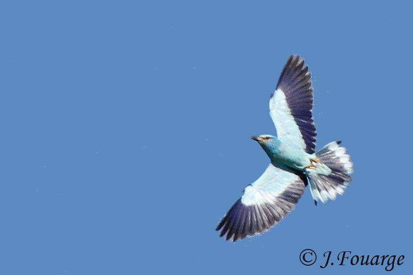 European Rolleradult, identification, Flight, Behaviour