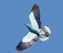 European Roller