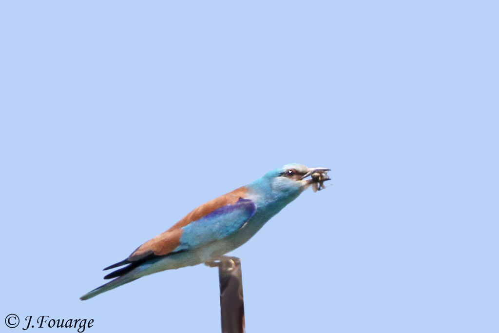 European Rolleradult, identification, feeding habits