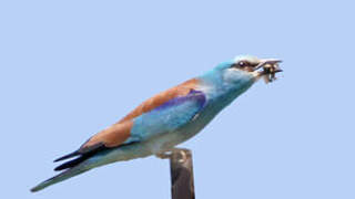 European Roller