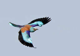 European Roller