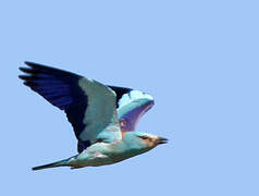 European Roller