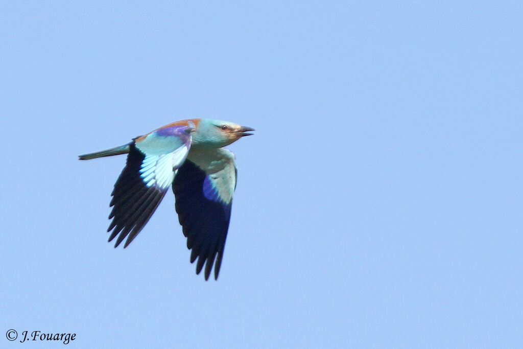 European Rolleradult, Flight