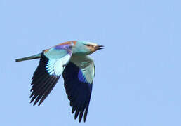 European Roller