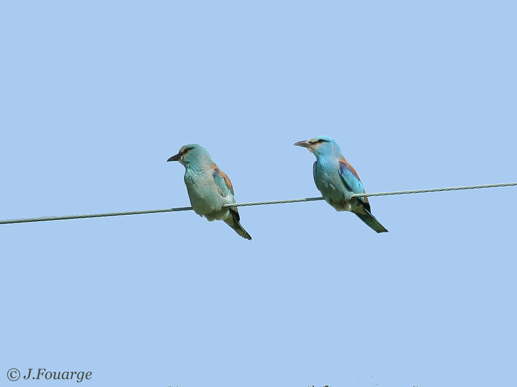 European Roller adult