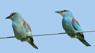 European Roller