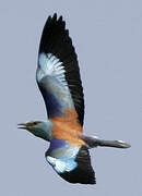 European Roller