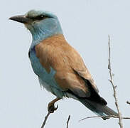 European Roller