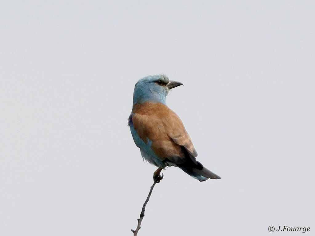 European Rolleradult